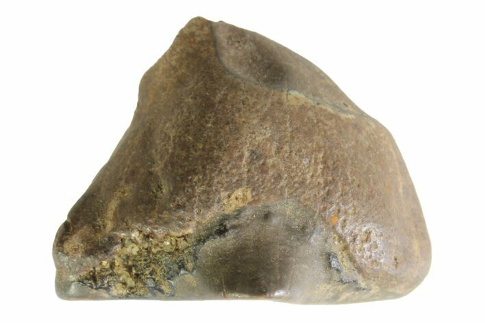Fossil Dinosaur (Triceratops) Shed Tooth - Montana #339800